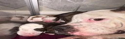 Alapaha Blue Blood Bulldog dogs for sale: Alapahabluebloodbulldog  in Gloucester - Advert 1