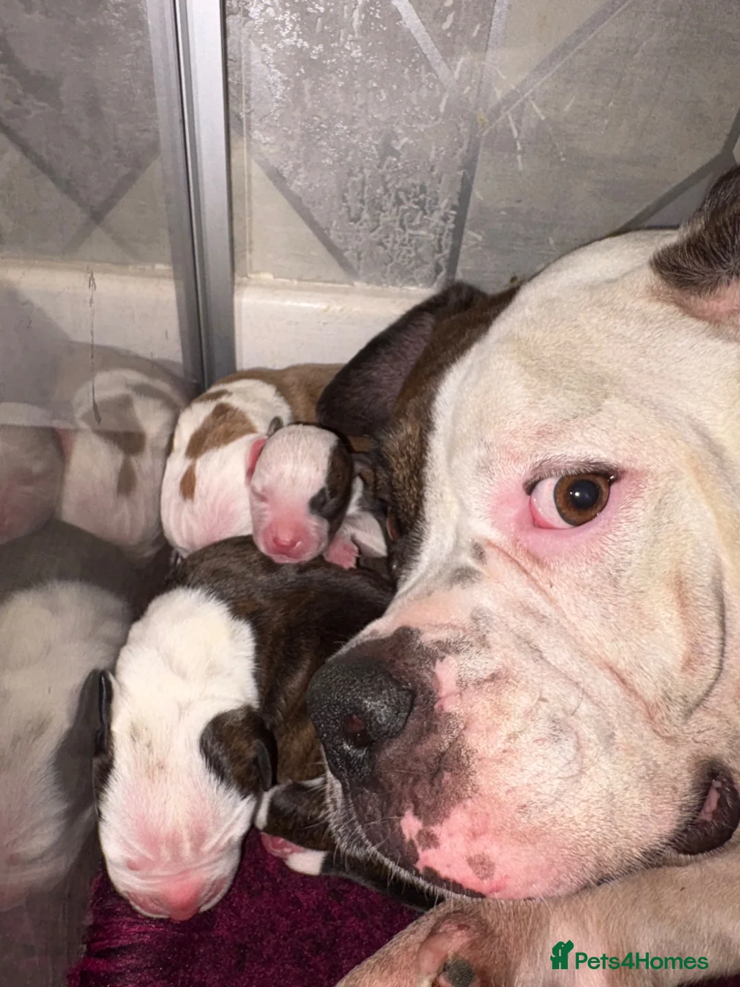 Alapaha Blue Blood Bulldog dogs for sale: Alapahabluebloodbulldog  in Gloucester - Advert 1