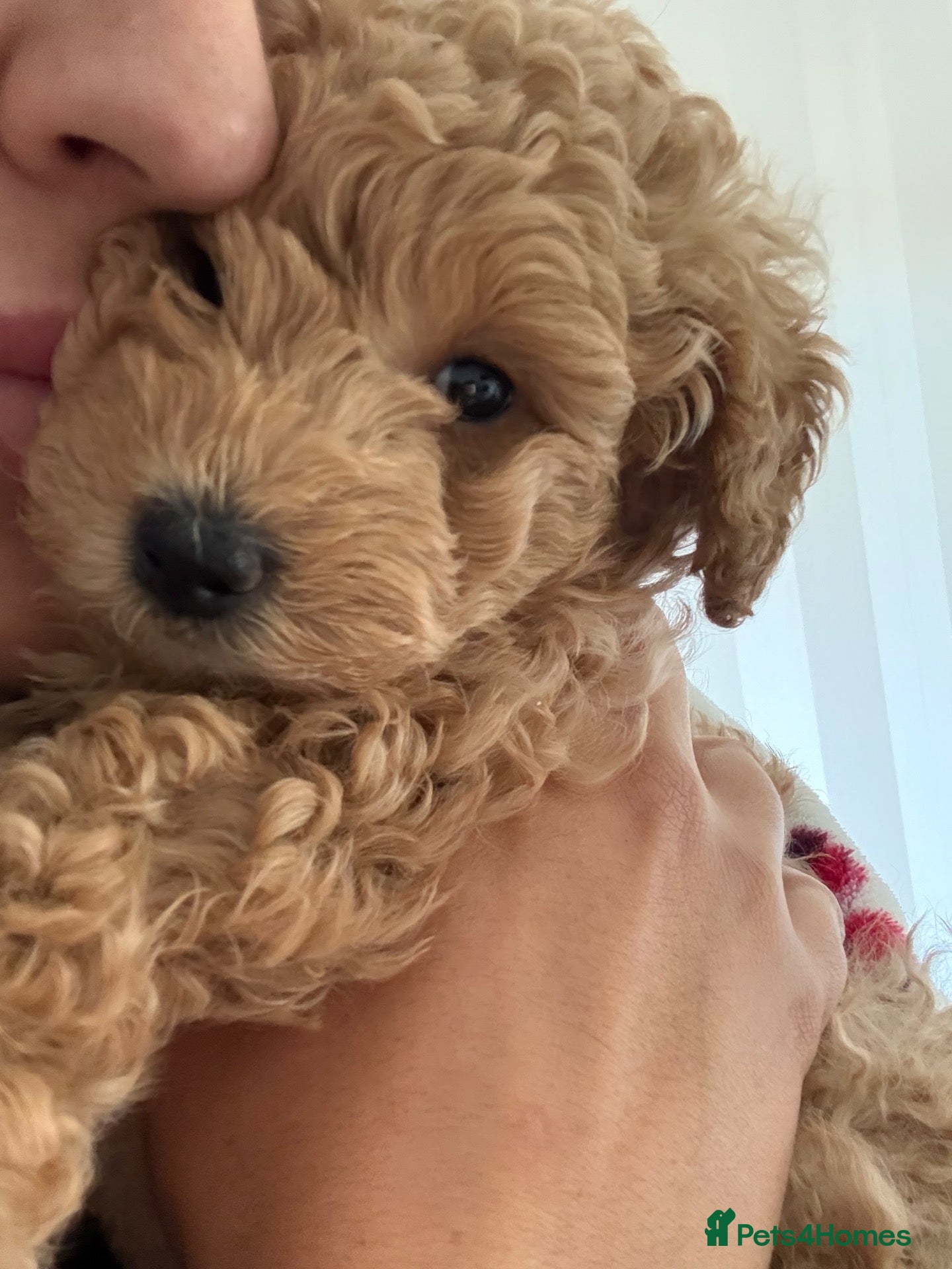Toy Poodle dogs STUNNING TOY POODLE - Advert 2