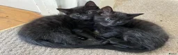 Mixed Breed cats for sale: 6 x beautiful kittens looking for their new home - Advert 7