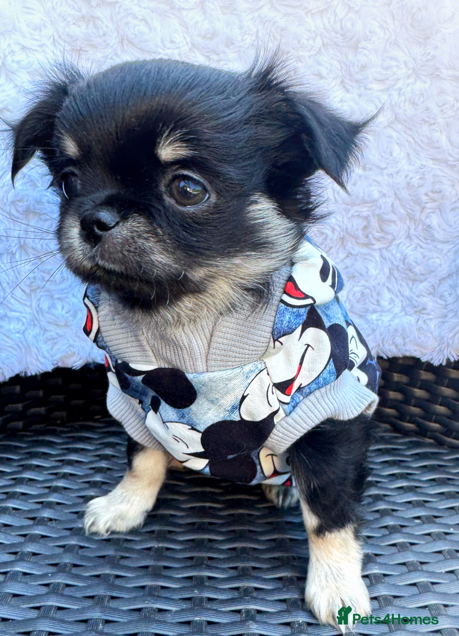 Chihuahua dogs KC quality Tricolor long coat chihuahua boy  - Advert 1