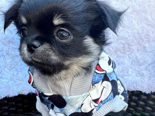 Chihuahua dogs for sale: KC quality Tricolor long coat chihuahua boy - Advert 1