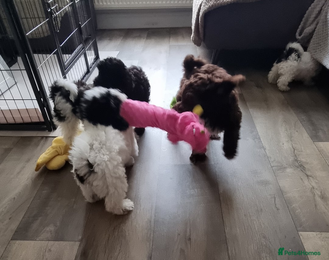 Cockapoo dogs for sale: Fully Vaccinated Best Friend Sofa Companions 🥰   - Image 12