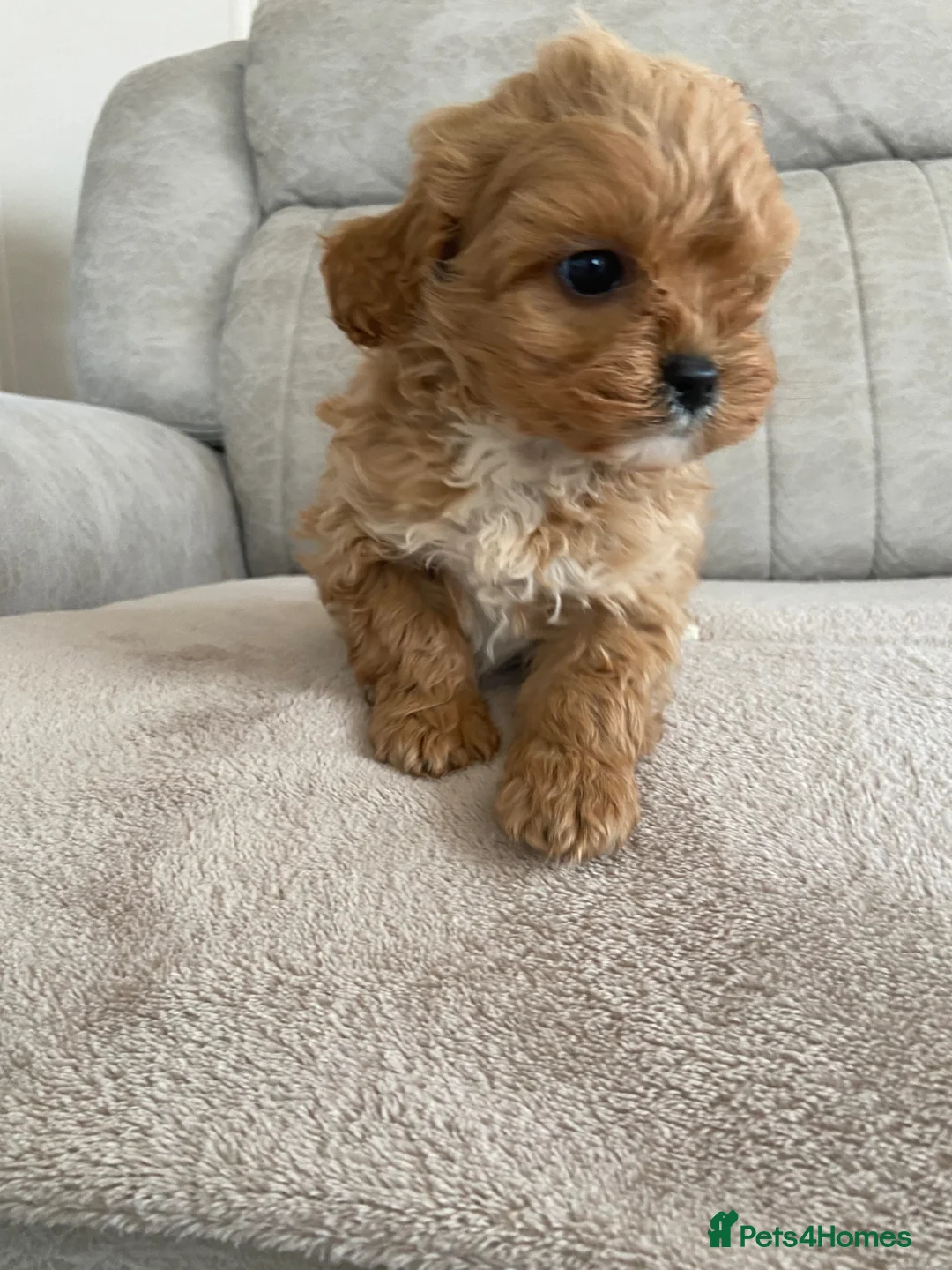 Cavapoo dogs for sale: F1 Cavapoo health tested  - Advert 2