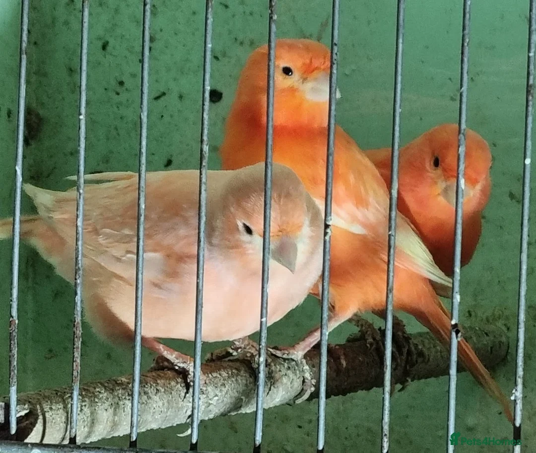 Canaries birds for sale: x 15 coloured canaries in Keighley - Advert 2