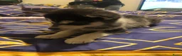 Siberian Husky dogs for sale: Pups for sale - Advert 5
