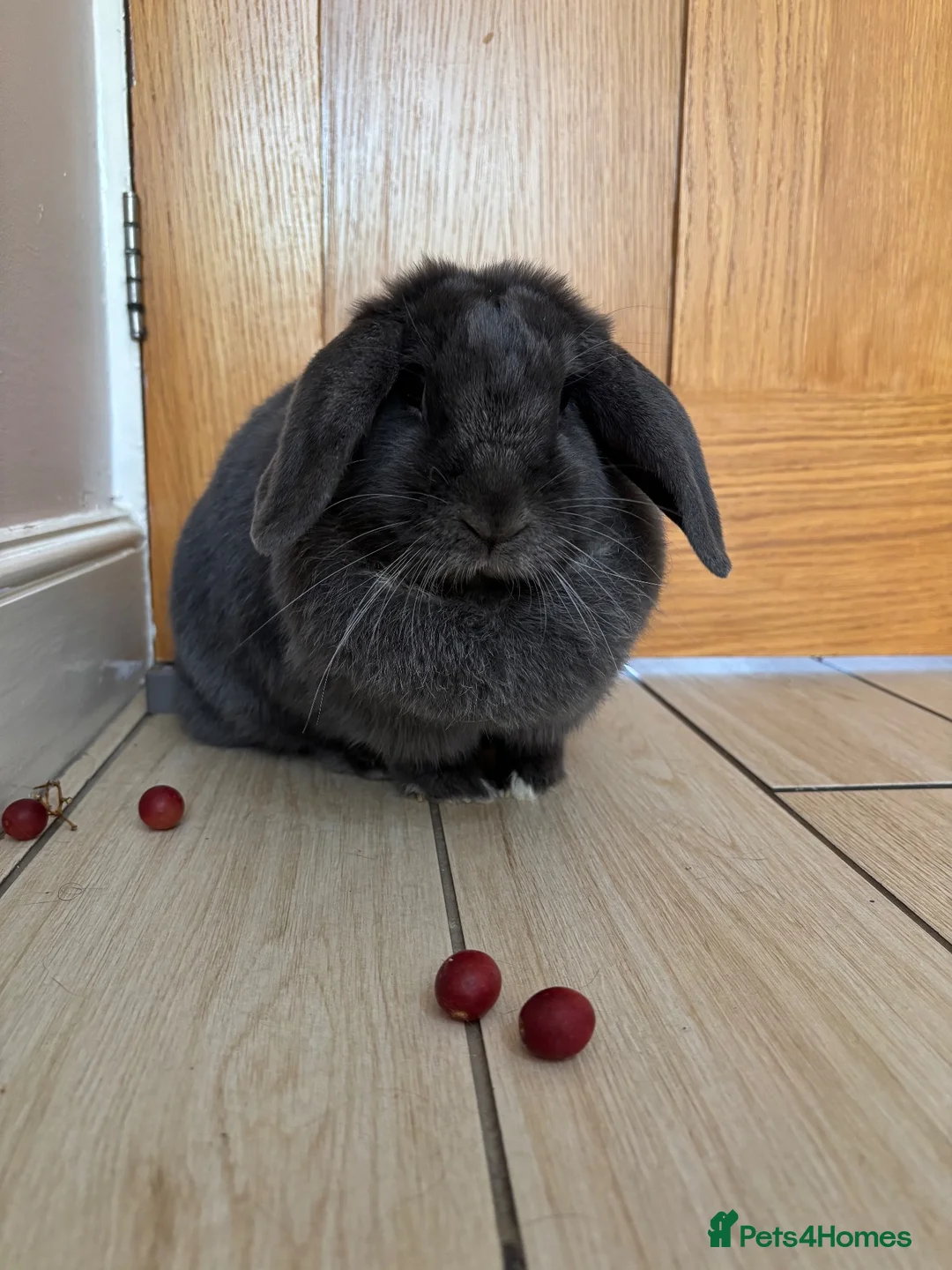 Mini Lop rabbits for sale: Beautiful Blue Adult Female Mini Lop - Advert 2