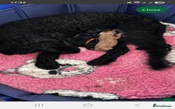 Labradoodle dogs for sale: F1b Labradoodle Bitch fully vaccinated  - Image 4
