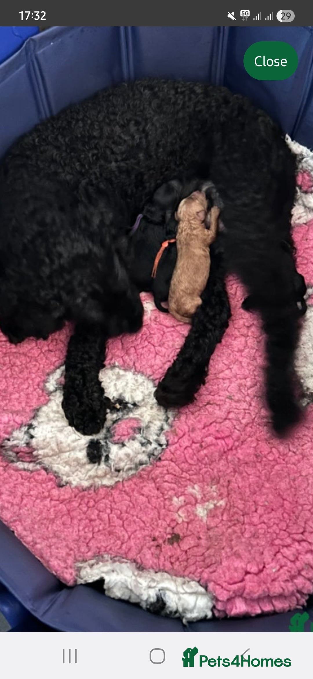 Labradoodle dogs for sale: F1b Labradoodle Bitch fully vaccinated  - Image 4