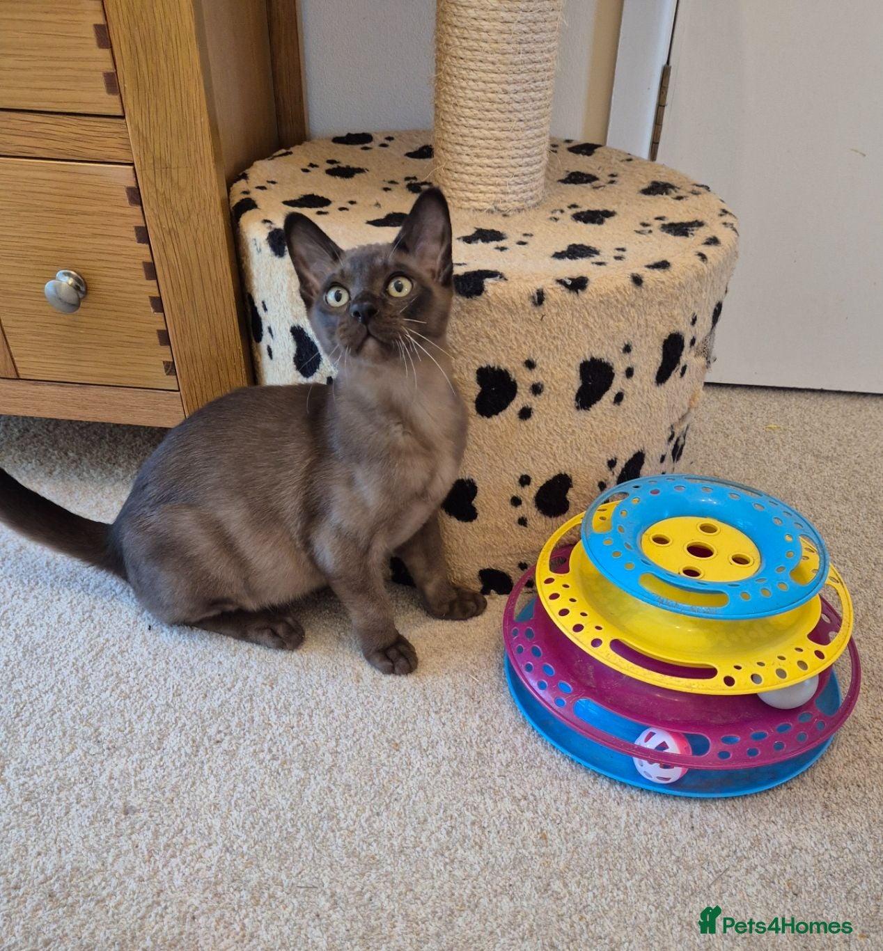 Burmese cats Adorable Brown Male Burmese Kitten - Advert 3