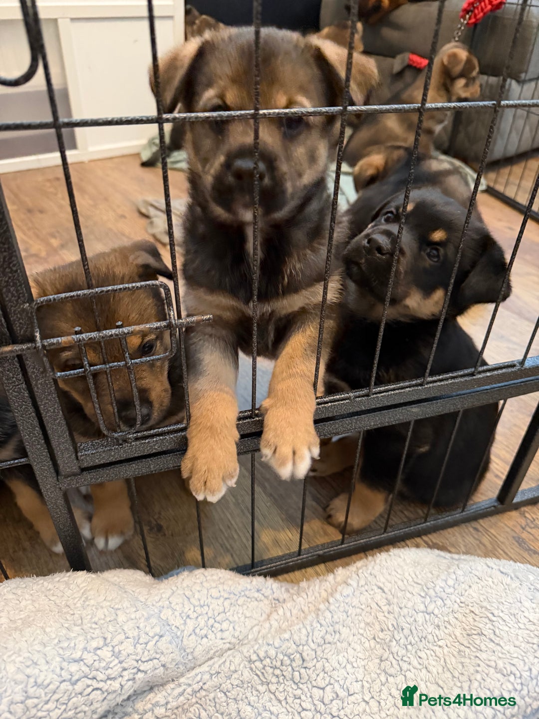 Mixed Breed dogs for sale: HuskyGerman/Rotweiler mixed breed puppies for sale - Advert 3