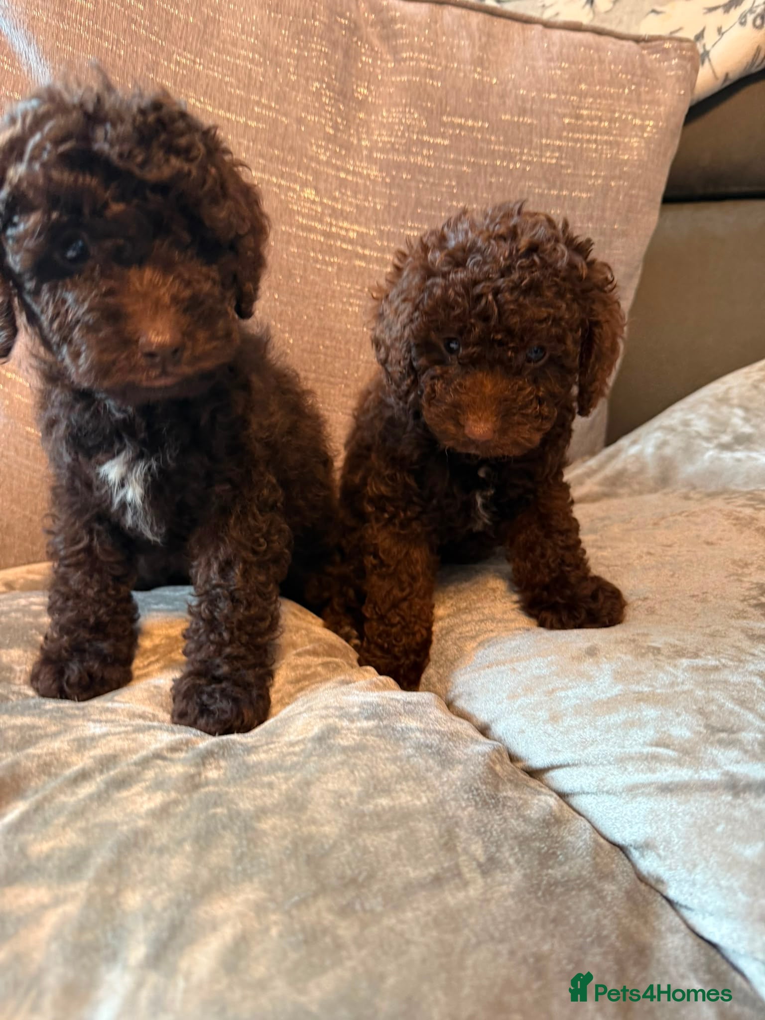 Cockapoo dogs Cockapoo F1B - Advert 2