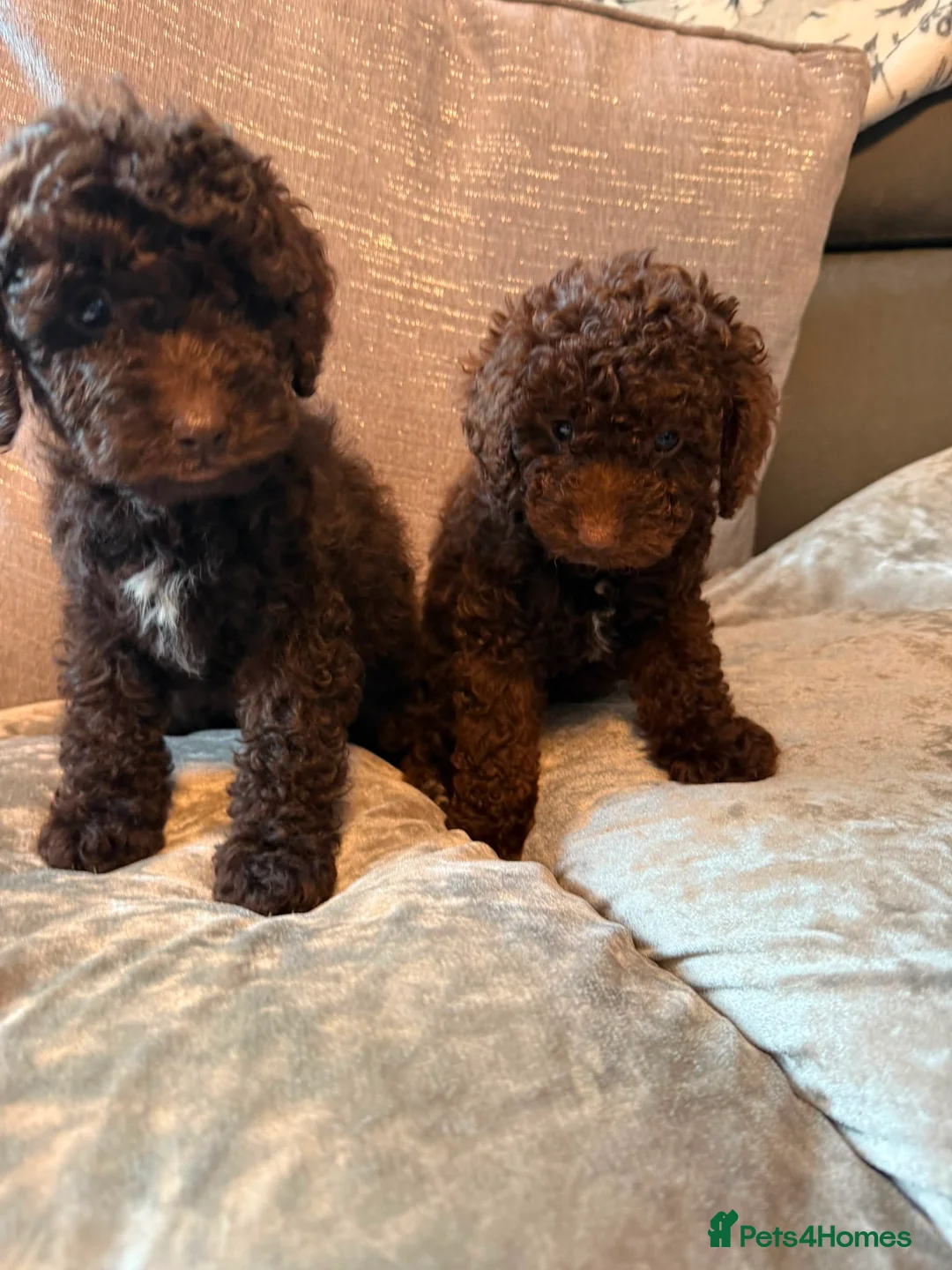 Cockapoo dogs for sale: Cockapoo F1B - Advert 30