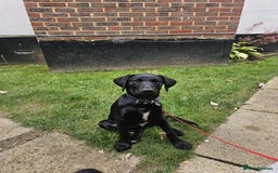 Borador dogs for sale: Ollie - Image 1