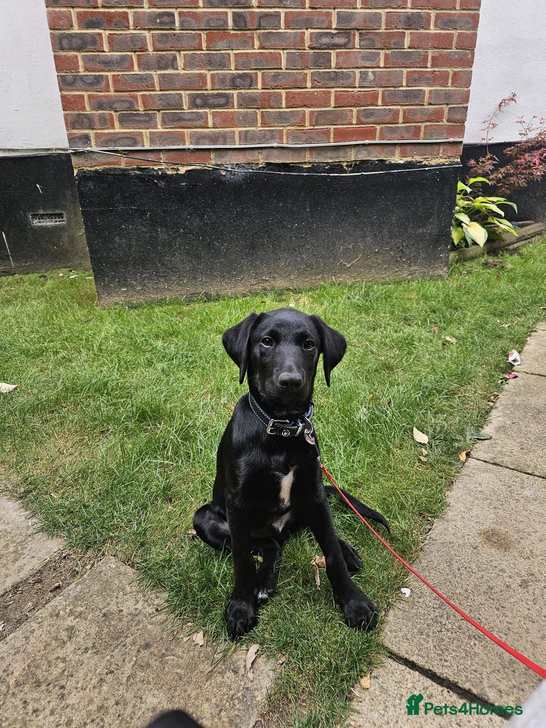 Borador dogs for sale: Ollie - Image 1