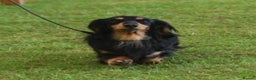 Dachshund dogs for stud: Quality miniature long hair dachshund for stud  in Saint Austell - Advert 4