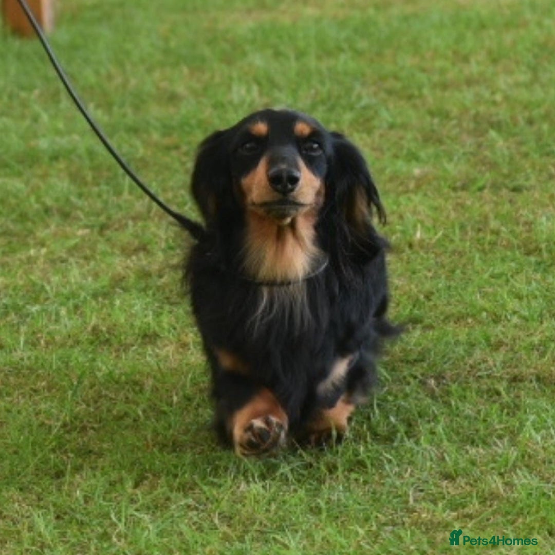 Dachshund dogs for stud: Quality miniature long hair dachshund for stud  in Saint Austell - Advert 4