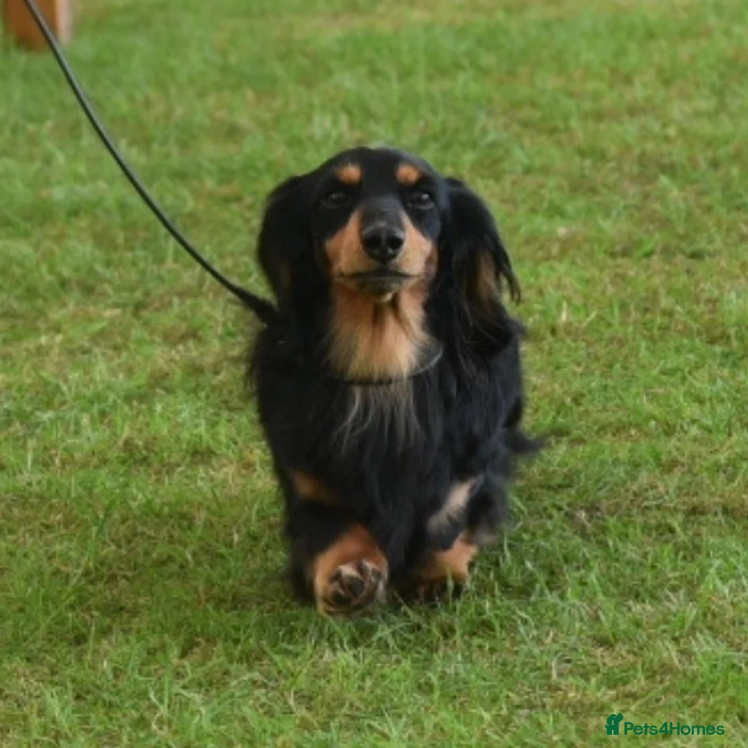 Dachshund dogs for stud: Quality miniature long hair dachshund for stud  in Saint Austell - Advert 4
