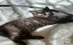 British Shorthair cats for sale: Fluffy Chocolate British Shorthair Kittens 🐾 - Image 17