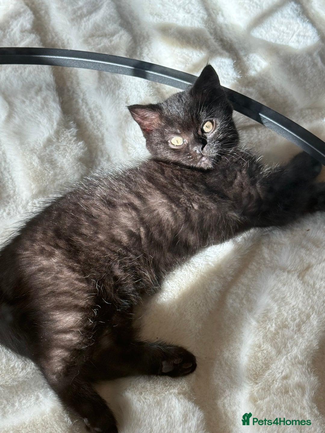British Shorthair cats for sale: Fluffy Chocolate British Shorthair Kittens 🐾 - Image 17