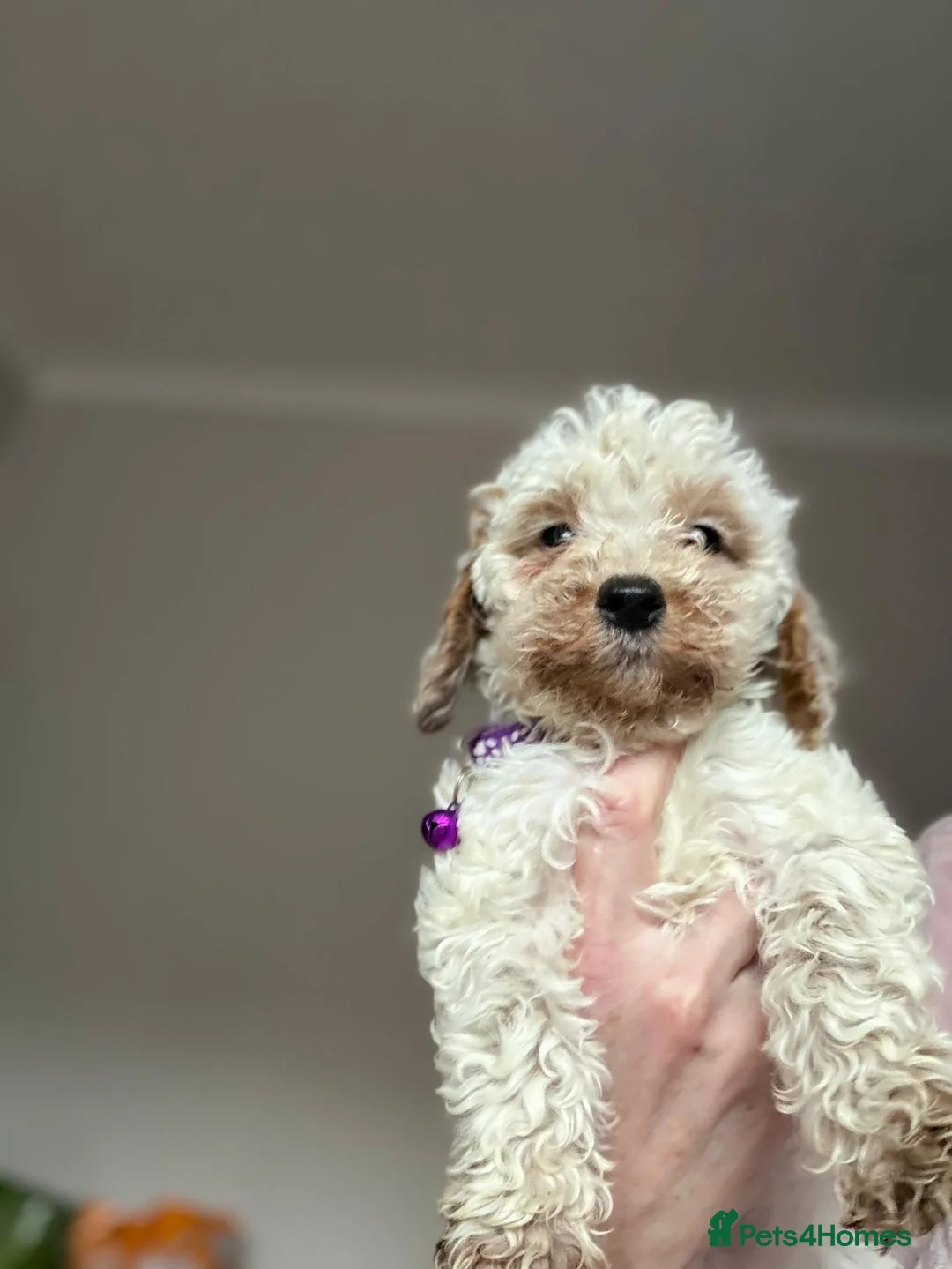 Cockapoo dogs for sale: F1b mini cockapoos  in Crook - Advert 7