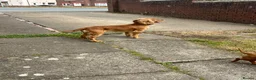 Cocker Spaniel dogs for sale: KC GOLDEN WORKING COCKERS HEALTH TESTED PARENTS !! - Advert 17