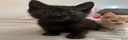 Mixed Breed cats for sale: Last 2 kittens left - Advert 10
