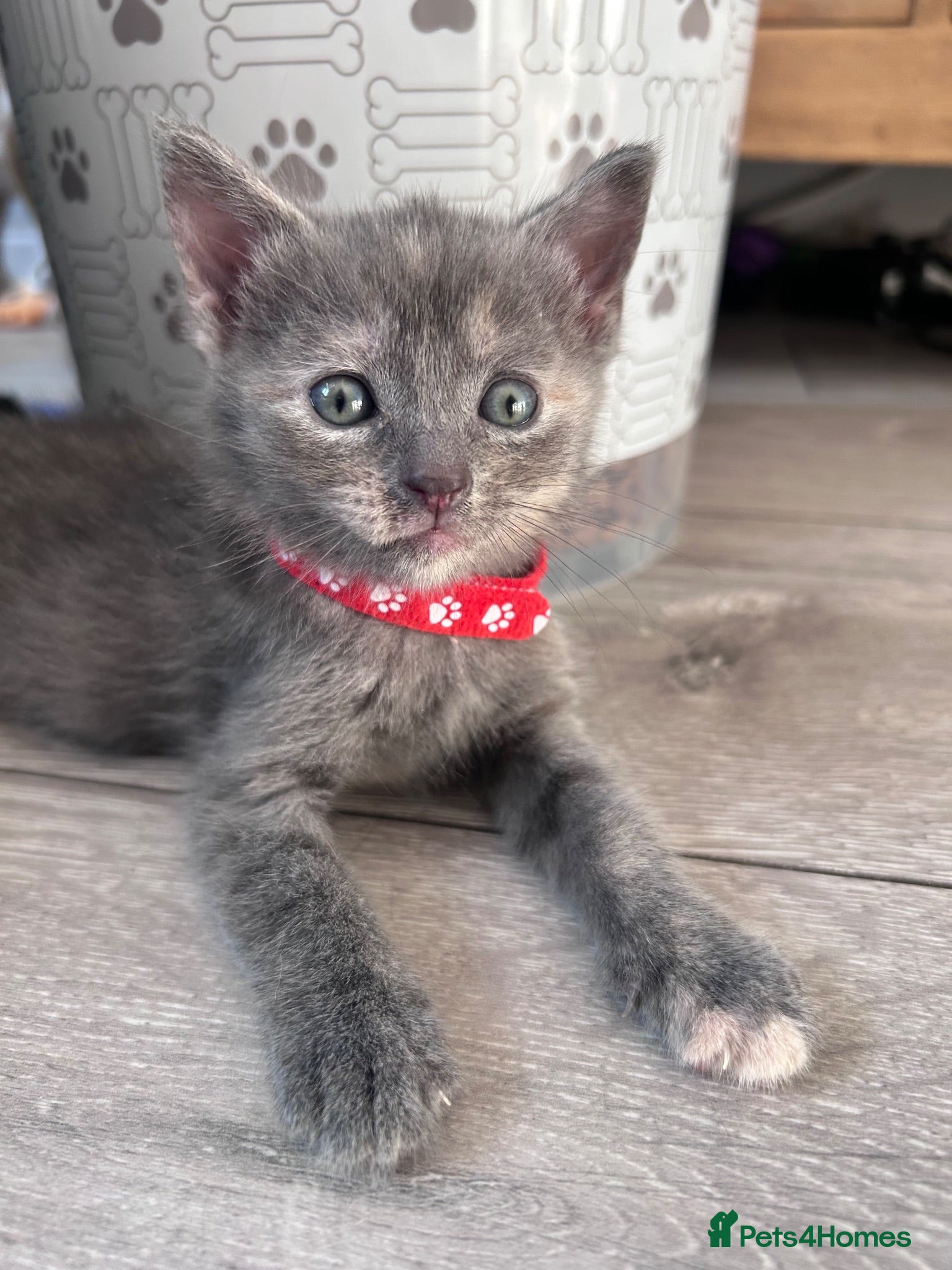 British Shorthair cats Stunning british short hair kittens 🐱  - Advert 12