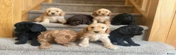 Australian Labradoodle dogs for sale: Stunning Miniature Australian Labradoodles  - Advert 5