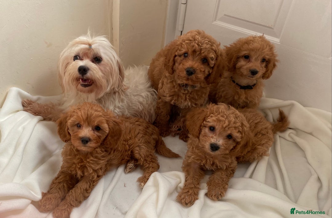 Maltipoo dogs for sale: Extensively DNA tested clear maltipoos - Image 4