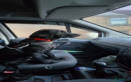 Labrador Retriever dogs for sale: Labrador for sale - Image 7