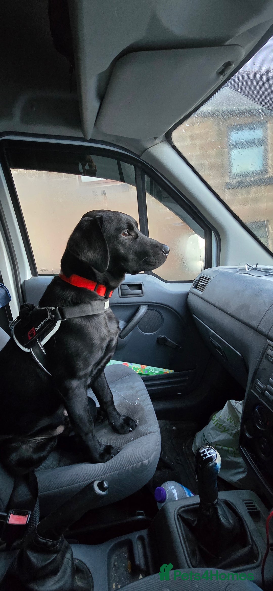 Labrador Retriever dogs for sale: Labrador for sale - Image 7