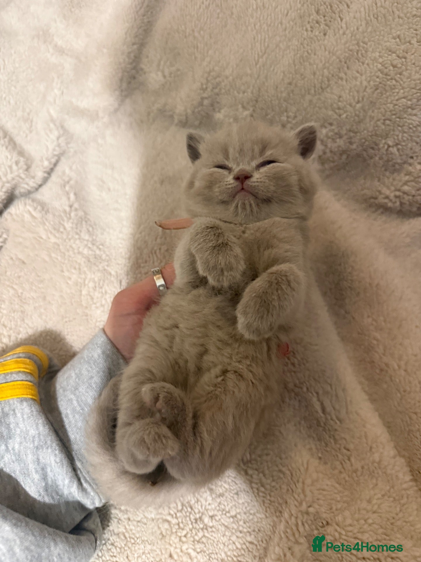 British Shorthair cats for sale: Grand Champion Line British Shorthair Kittens - Advert 1