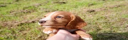 Cocker Spaniel dogs for sale: KC working Cocker Spaniel puppies in Aboyne - Advert 11