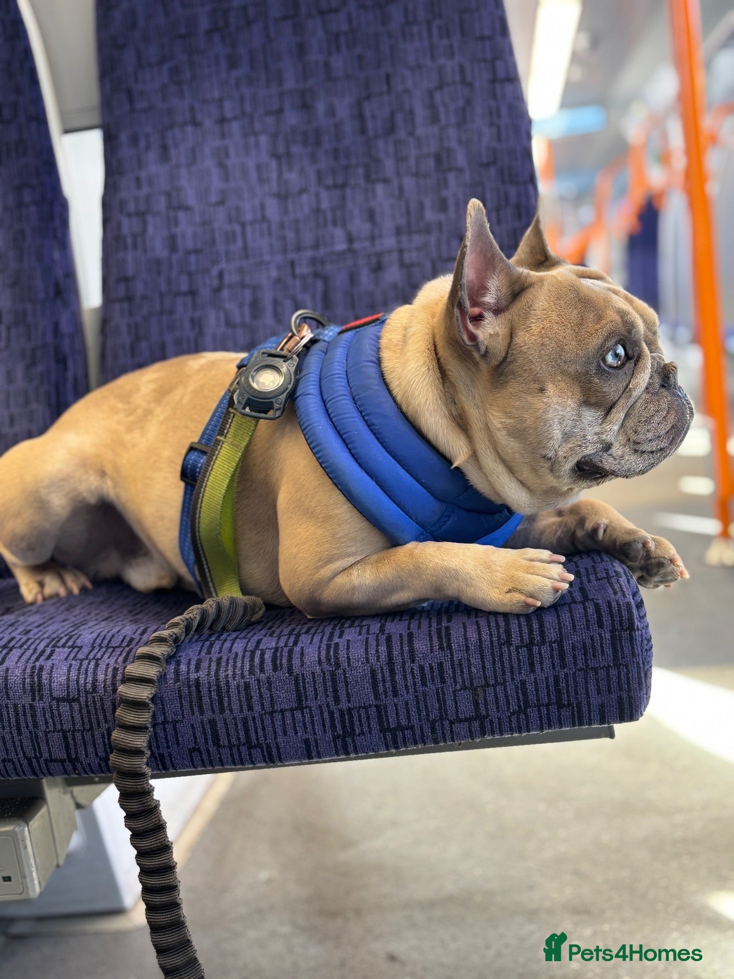 French Bulldog dogs French bull dog free  - Advert 1