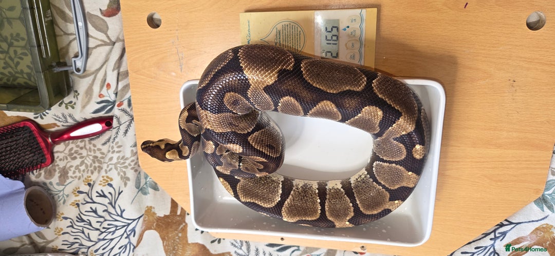 Python Snake reptiles for sale: 3 adult Royal pythons and 4' vivariums  - Image 11