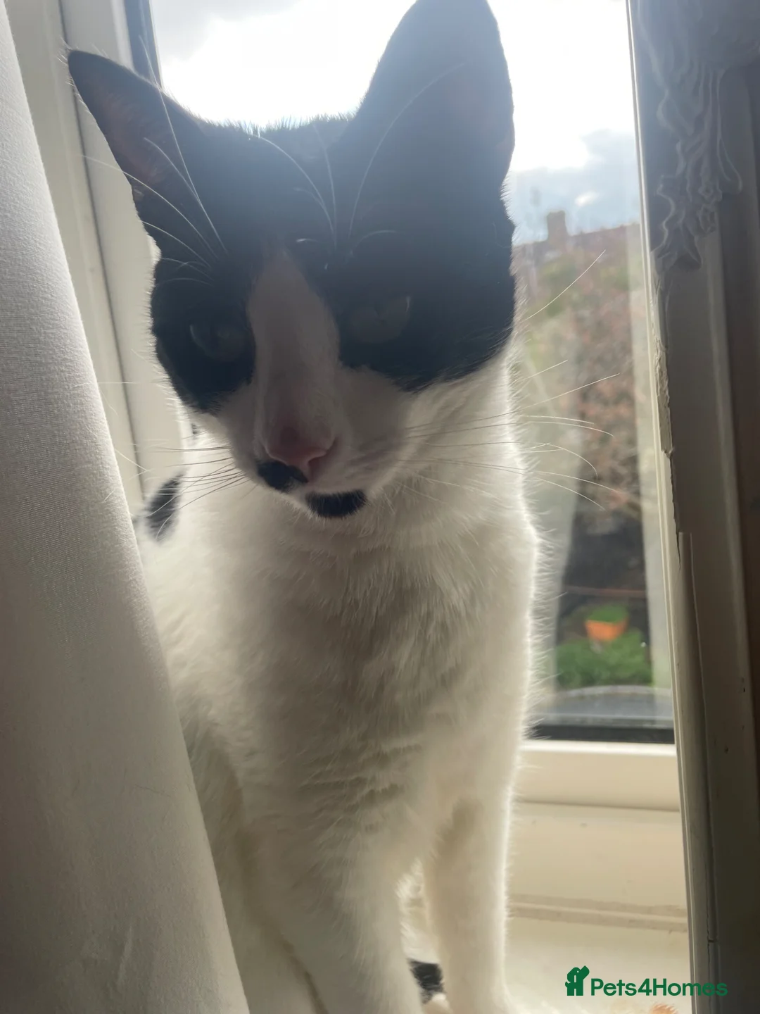 Mixed Breed cats for sale: Mr Romey!  in Grimsby - Advert 2