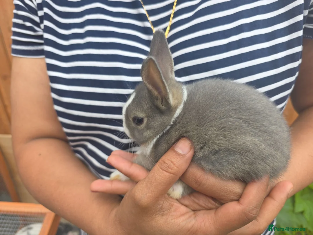 Dutch rabbits for sale: Adorable cute bunnies available, mixed gender. - Advert 2