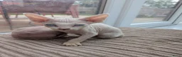 Sphynx cats for sale: 4 spynx kittens - Advert 11
