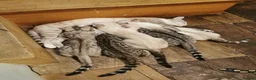 Bengal cats for stud: Juicy Jax - Advert 3