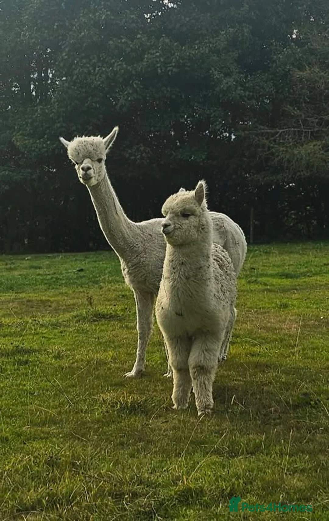 Alpaca livestock for sale: Four super BAS registered females for sale - Advert 3