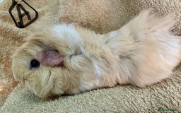 Guinea Pig rodents for sale: Various Gorgeous Guinea Pigs Available - Advert 6