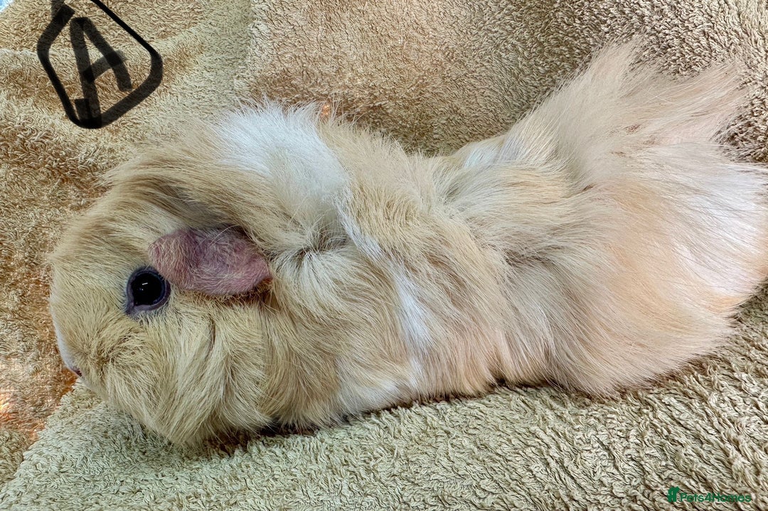 Guinea Pig rodents for sale: Various Gorgeous Guinea Pigs Available - Advert 6