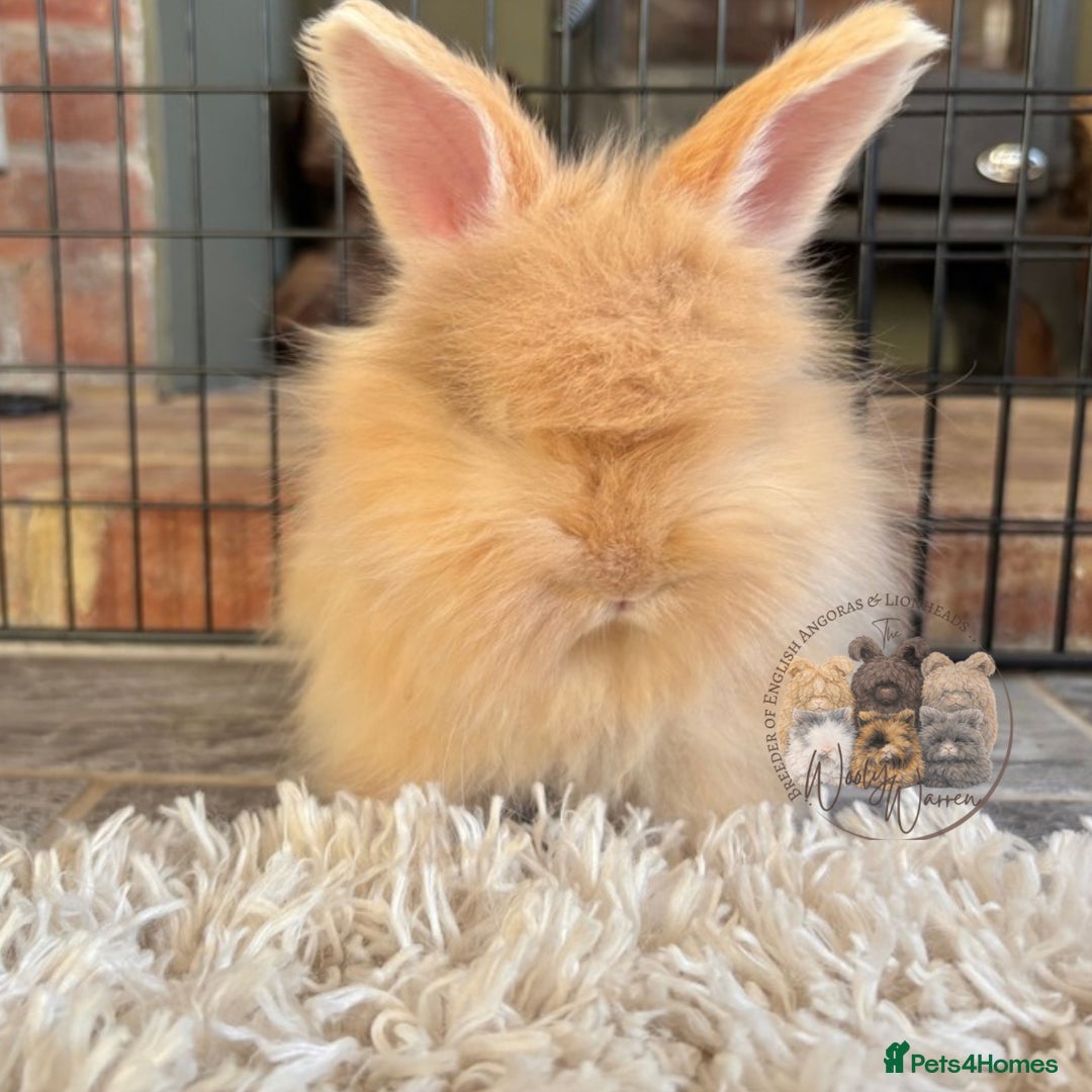 Angora rabbits for sale: Fully Vaccinated English Angoras ♥️ - Advert 12