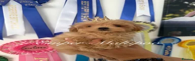 Maltipoo 3