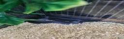 Snake reptiles for sale: Mexican black kingsnake  - Advert 4
