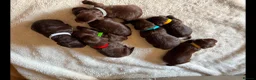 Cockapoo dogs for sale: Beautiful F1 cockapoo puppies - Advert 5