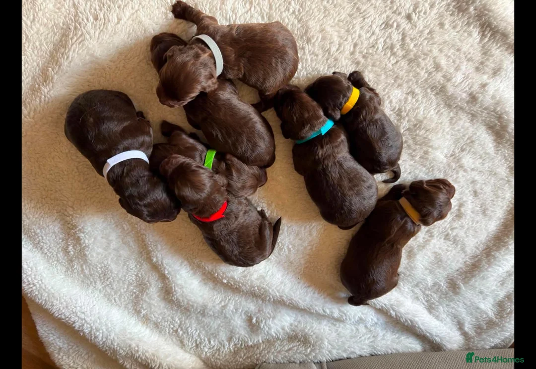 Cockapoo dogs for sale: Beautiful F1 cockapoo puppies - Advert 5