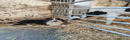 Border Collie dogs for sale: Border Collie Pups  - Advert 4