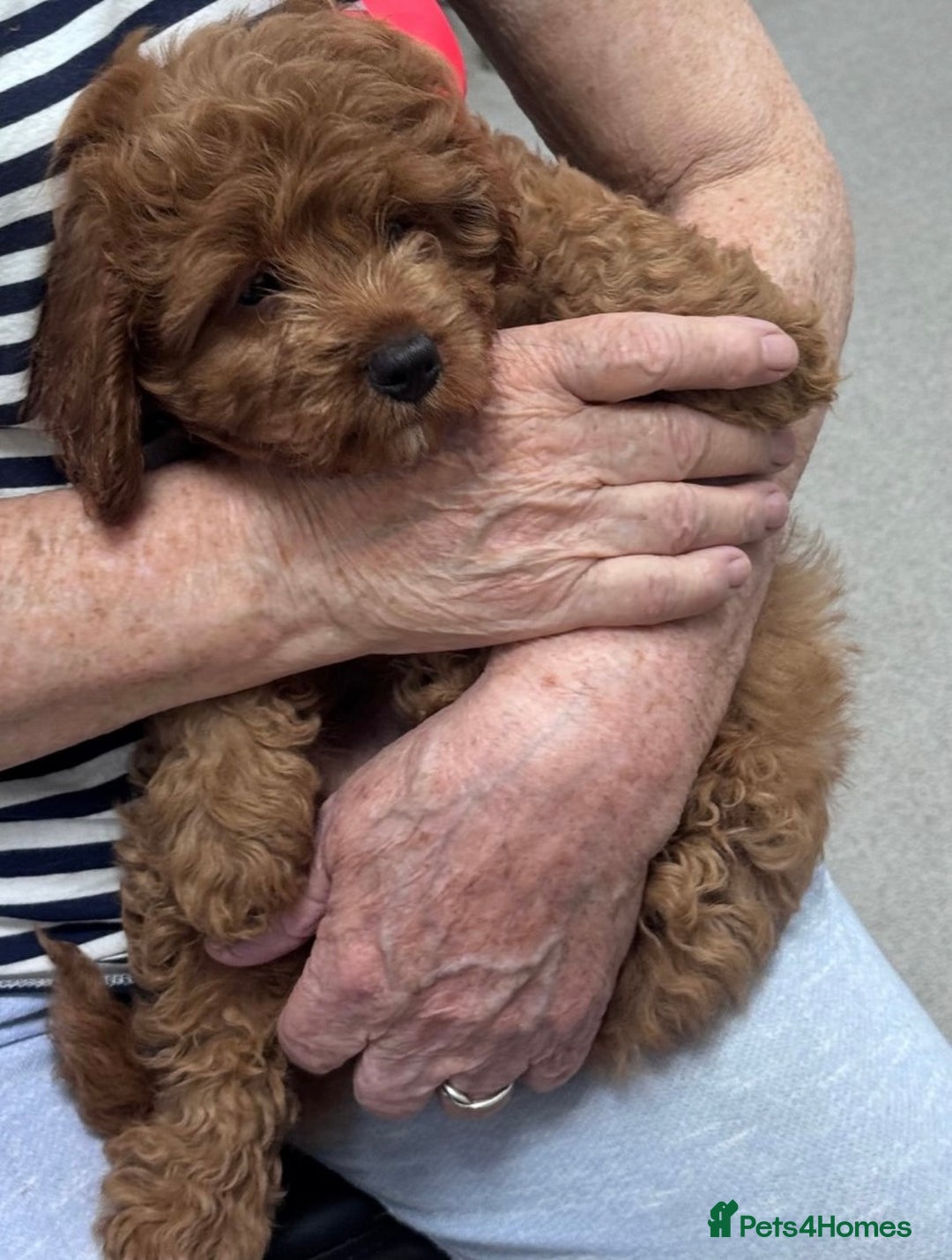 Cavapoo dogs for sale: Strong chunky cavapoo boy puppies ❤️ - Image 2